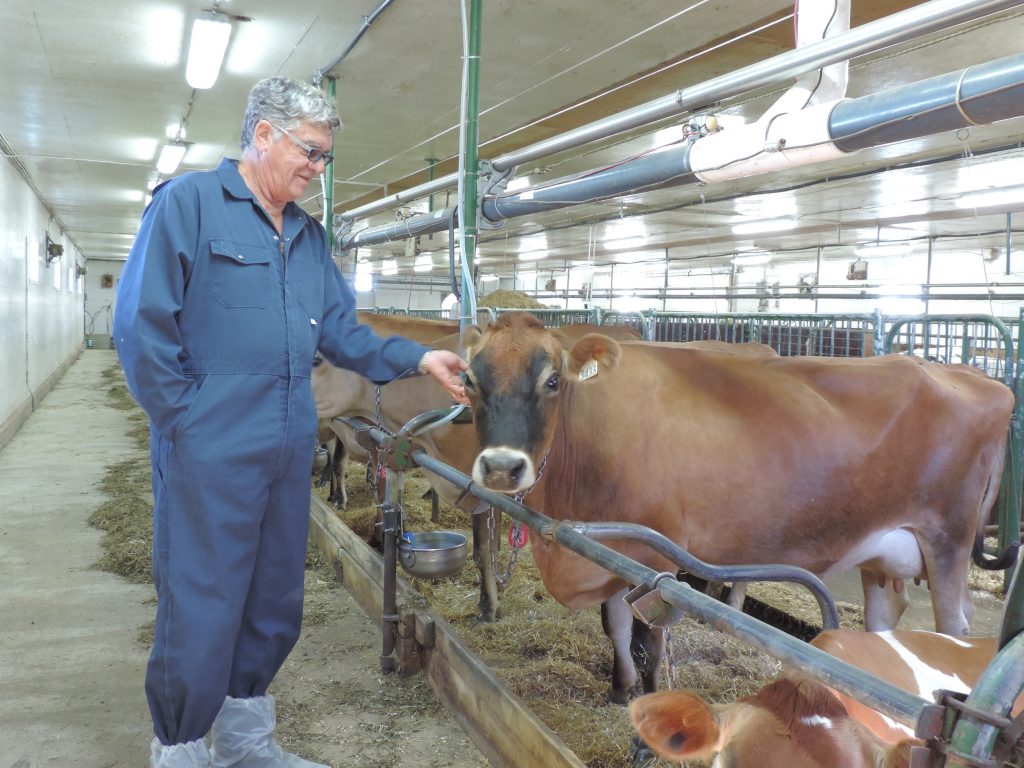 Veaux, vaches, cochons, couvées : plus d'homéo, moins d'antibios
